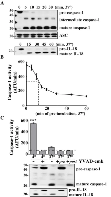 Fig 2. Caspase-1 activity in cell-extract decreases over time. A) Rapid cleavage of caspase-1 and IL-18 into their mature forms during incubation of cell extract from 3x10 8 THP1 cells/ml at 37°C