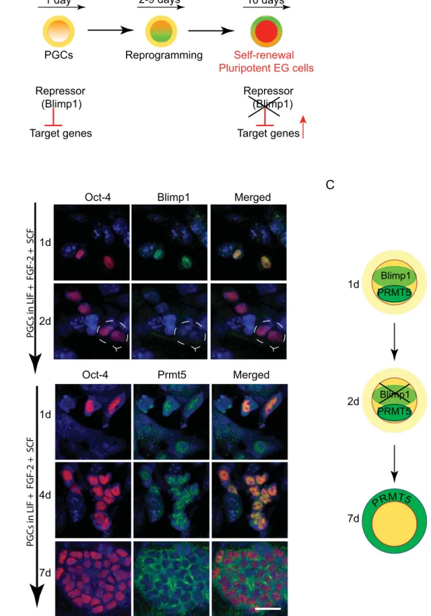 Figure 1. Expression of Blimp1 and Prmt5 during PGCs reprogramming to EG cells. (A) Schematic depicting dedifferentiation of PGCs to EG cells in the presence of LIF, FGF-2 and SCF