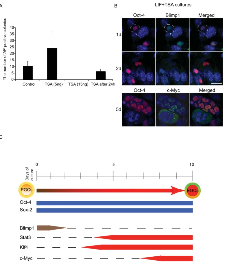 Figure 3. TSA replaces FGF-2 in the reprogramming process. (A) Approximately 80 PGCs from E 8.5 embryos were cultured in the presence of SCF, LIF and treated with TSA, at 5 or 15 ng/ml