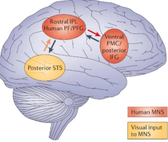 Figure 2. Brain areas involved in the mirror neuron subsystem [15]