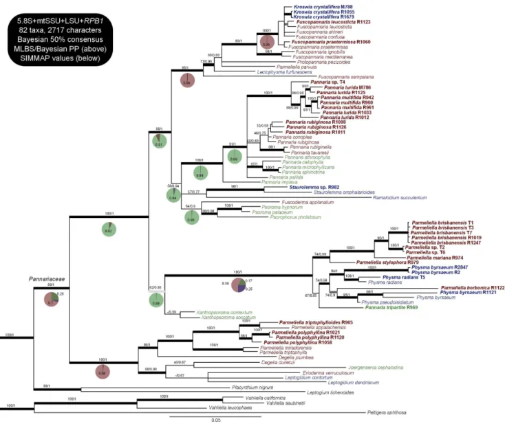 Figure 1. Phylogenetic relationships in the family Pannariaceae, based on the 50% Bayesian consensus tree of the analysis on 4 loci (5.8S, LSU, mtSSU, RPB1 )
