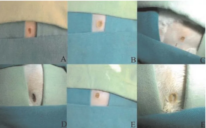 Figura 1. Aspecto macroscópico das lesões cutâneas de um animal do grupo testemunha (A), vaselina (B), mel (C), oxitetraciclina (D), corticóide (E) e associação (F), no 9º dia pós cirúrgico.