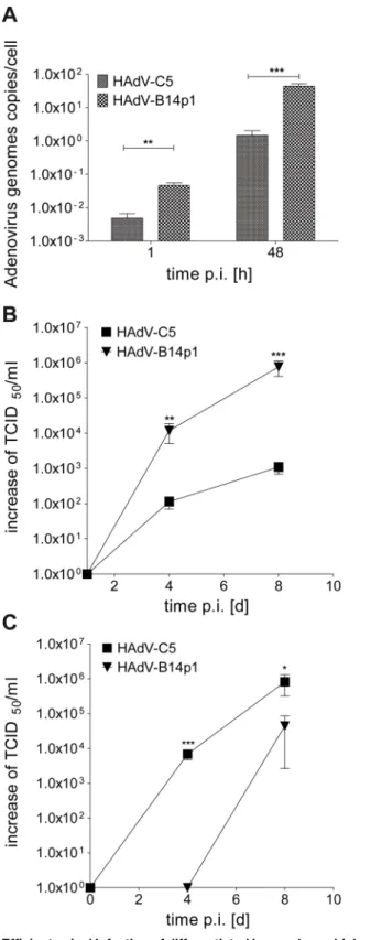 Fig 3. Efficient apical infection of differentiated human bronchial epithelial cells with HAdV-B14p1