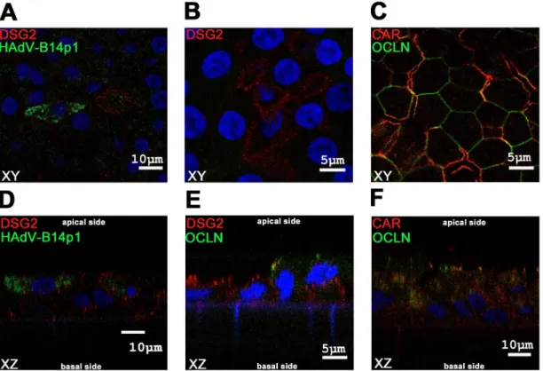 Fig 4. Immunofluorescence staining of differentiated human bronchial epithelial cells