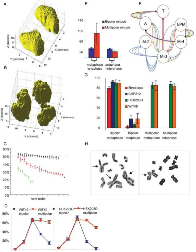 Figure 2. DNA distribution and timing. Reconstructed three-dimensional multiphoton cross sectioning images of a bipolar (A) and a multipolar (B) telophase cell in WiT49 show asymmetrical DNA-distribution in the latter configuration