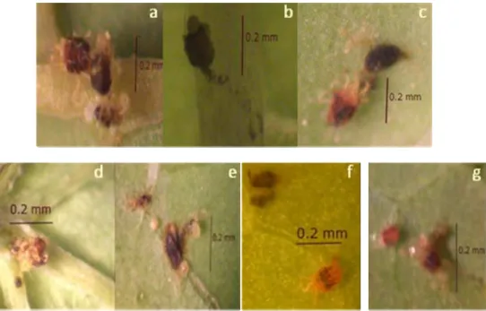 Fig. 1 Tetranychus kanzawai mites infected by contact with infected dead mites with conidia of Beauveria bassiana,  