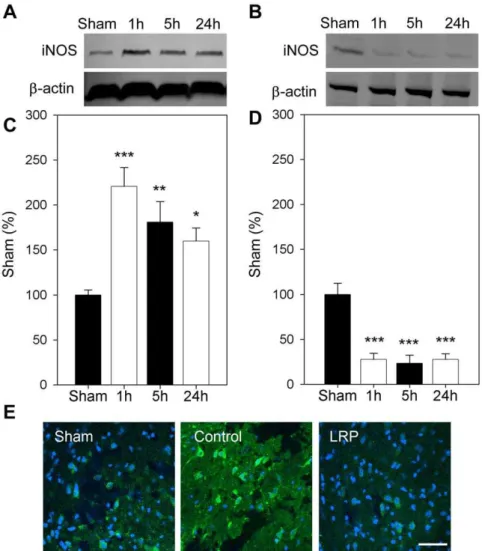 Figure 7. LRP blocked iNOS expression and nitrotyrosine after stroke. A and C. Representative protein bands of iNOS and quantitative results in the penumbra are shown for control ischemia