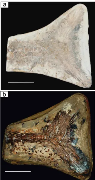 Figura 3. (a) Terço posterior da coluna vertebral de um  peixe fóssil com raios de nadadeira caudal, antes  da preparação química com ácido acético glacial