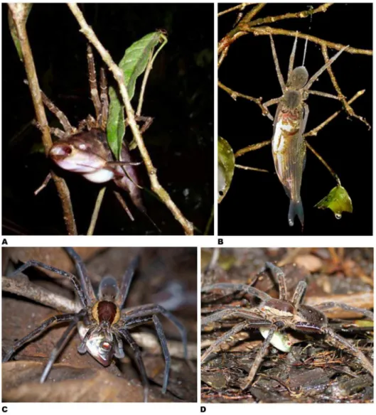 Figure 4. Fish caught by spiders – examples from the Neotropics. A – In marshy area in Cuyabeno Wildlife Reserve, Ecuador, adult Ancylometes sp