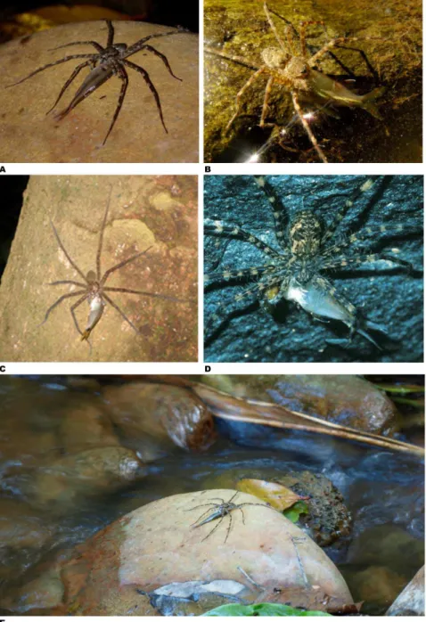 Figure 5. Fish caught by spiders – examples from the Neotropics. A – Trechalea sp. eating characiform while sitting on a rock in middle of small river near Paratebueno, Cundinamarca, Colombia (photo by Solimary Garcia Hernandez, Instituto de Biocieˆncias, 