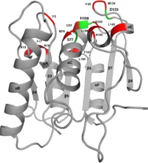 Figure 1. Bacillus subtilis Lipase A structure. The catalytic triad residues are shown in Green, and active site residues are shown in Red.