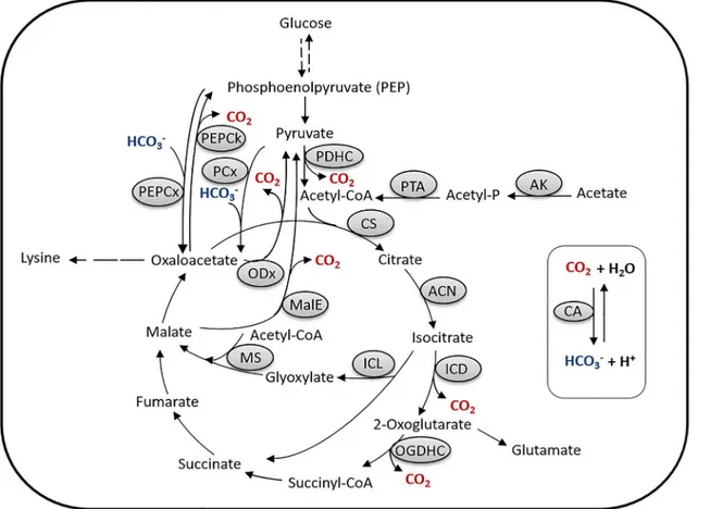 Fig 1. The phosphoenolpyruvate (PEP)-pyruvate-oxaloacetate node in C. glutamicum. Abbreviations: AK, acetate kinase; PTA, phosphotransacetylase; CA, carbonic anhydrase; CS, citrate synthase; ACN, aconitase; ICD, isocitrate dehydrogenase; OGDHC, oxoglutarat