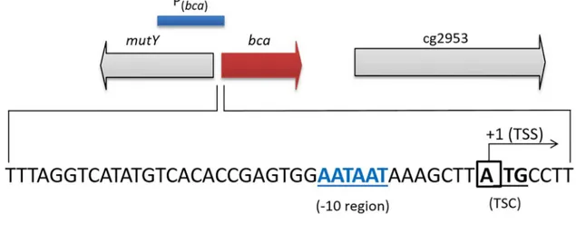 Fig 2. Transcriptional organization of the bca and gca genes in the genome of C. glutamicum