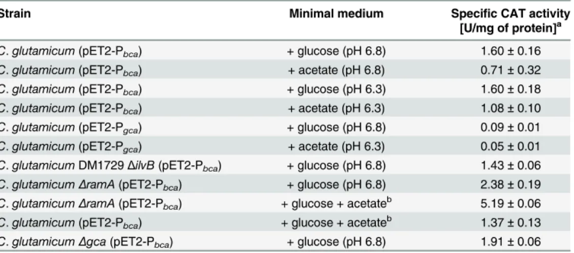 Table 2. Specific chloramphenicol acetyltransferase (CAT) activities of different C. glutamicum strains carrying plasmids pET2-P bca or pET2-P gca , cultured in minimal medium containing 1% or 2%