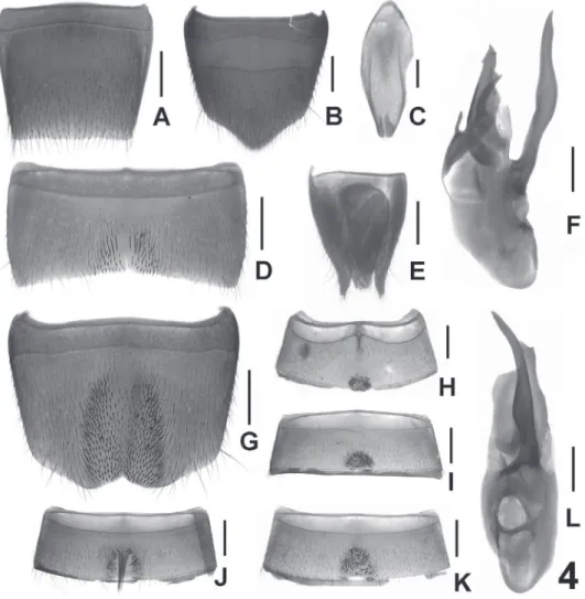 Figure 4. Lathrobium immanissimum. A female tergite VIII B female sternite VIII C male sternite IX D  male sternite VII E female tergites IX-X F aedeagus in lateral view G male sternite VIII h male sternite  III I male sternite IV J male sternite VI K male