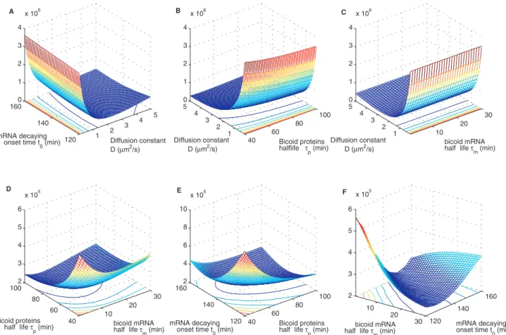 Figure 3. Uncertainty estimation. Uncertainty estimates of mRNA decay onset time t 0 in (A) and degradation time t m in (B) by fitting the models to 50 bootstrap samples of individual embryo measurements from FlyEx.