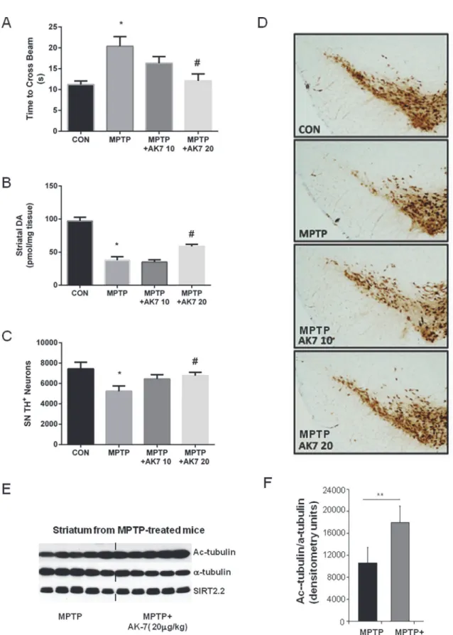 Figure 3. Protective effects of AK7 in subacute MPTP mouse model of PD. Mice were treated with MPTP i.p