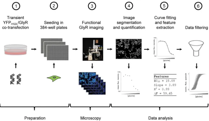 Figure 1. Work flow of experiment and data analysis. HEK293 cells were transiently co-transfected with YFP I152L and GlyR cDNA (a).