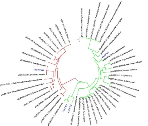 Fig 6. Phylogenetic analysis of F3 0 H and F3 0 5 0 H amino acid sequences. Red lines represent F3 0 5 0 H and green lines represent F3 0 H