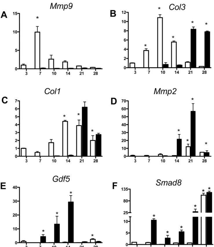 Figure 1. Early expression of neo-tendon associated genes during flexor tendon healing in Mmp9 2/2 mice
