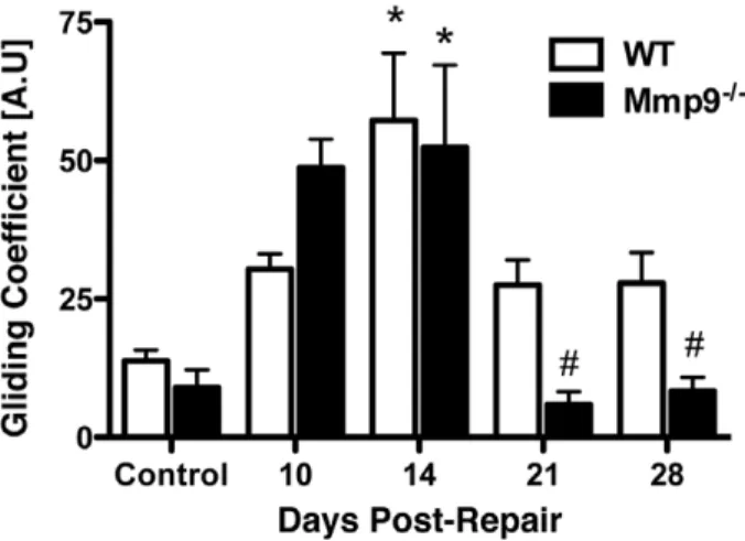 Figure 3. Earlier resolution of fibrous adhesions in Mmp9 2/2 tendon repairs. Gliding coefficient of WT and Mmp9 2/2 mouse FDL tendon repairs over time up to 28 days post-repair