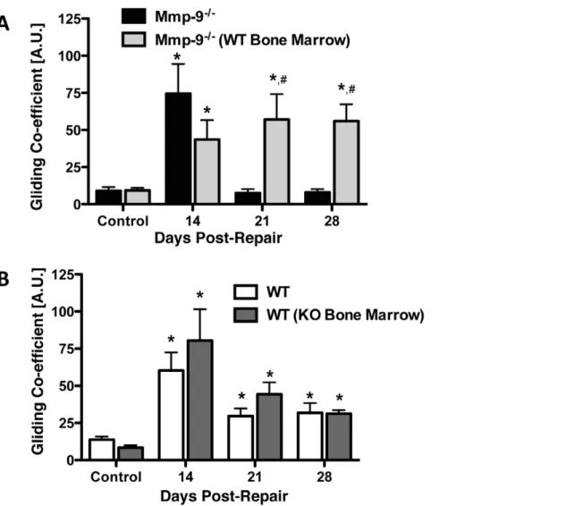 Table 3. Maximum load at failure of flexor tendon repairs following reciprocal bone marrow transplants between WT and Mmp9 2/2 mice to result in WT mice with Mmp9 2/2 bone marrow, and Mmp9 2 / 2 mice with WT bone marrow.