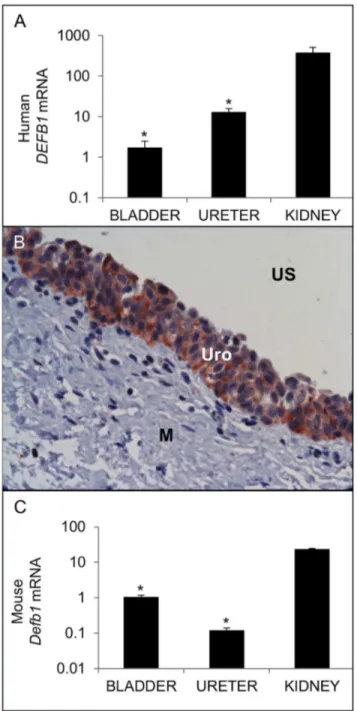 Figure  1.    Expression  of  BD-1  in  the  uninfected  urinary tract.    (A)  Expression  of  human  DEFB1  mRNA  (TOP)  and mouse Defb1 mRNA (BOTTOM)