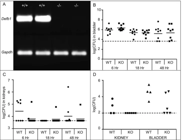 Figure 2.  Effect of  Defb1 deficiency on UPEC burden.  (A) RT-PCR confirms absent expression of Defb1 mRNA in kidneys of Defb1 -/-  mice (-/-, n=β), versus presence of the predict PCR product in wild type kidneys (+/+)