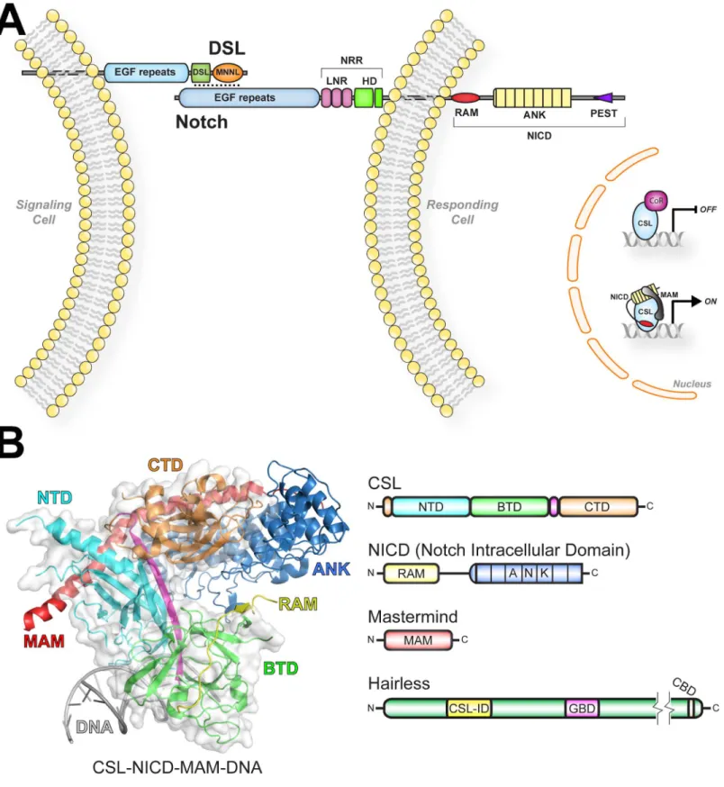 Fig 1. Overview of Notch signaling and structure of the CSL-NICD-MAM activator complex