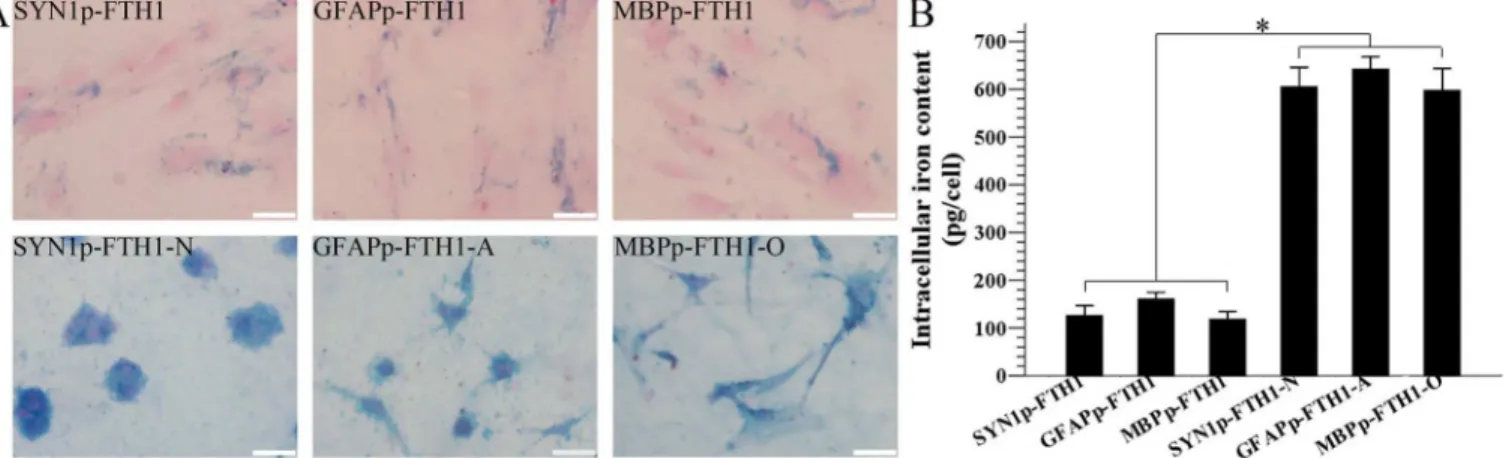 Fig 5. Differentiation increases the intracellular iron level in neural-differentiation-inducible ferritin-expressing human adipose tissue-derived mesenchymal stem cells