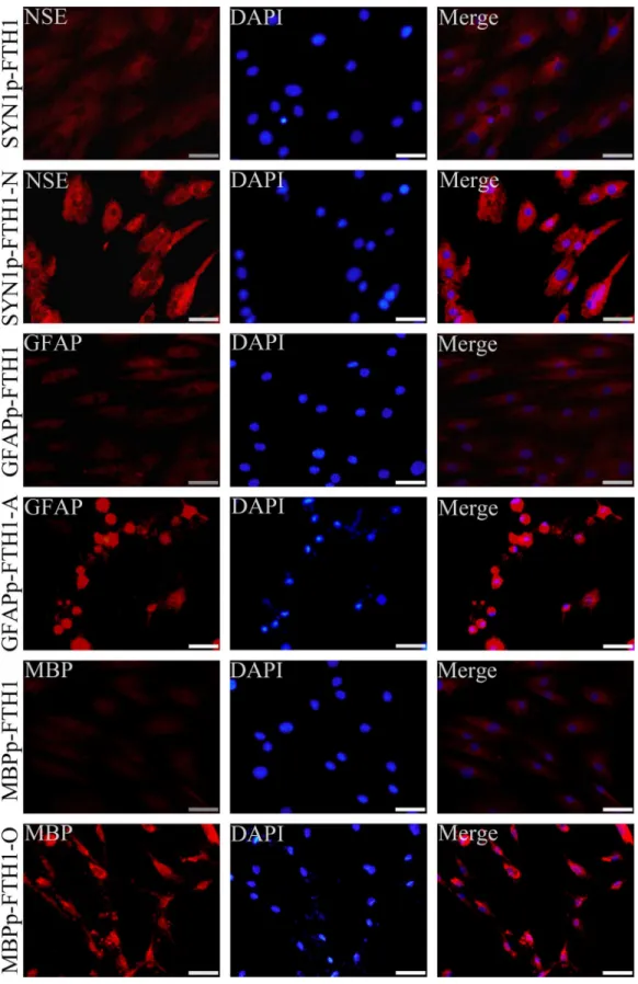 Fig 3. Expression of neural cell-specific markers in differentiating neural-differentiation-inducible ferritin-expressing human adipose tissue- tissue-derived mesenchymal stem cells