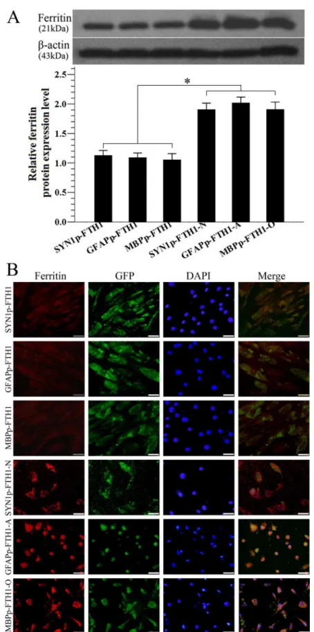 Fig 4. Neural differentiation increases ferritin expression in neural-differentiation-inducible ferritin- ferritin-expressing human adipose tissue-derived mesenchymal stem cells