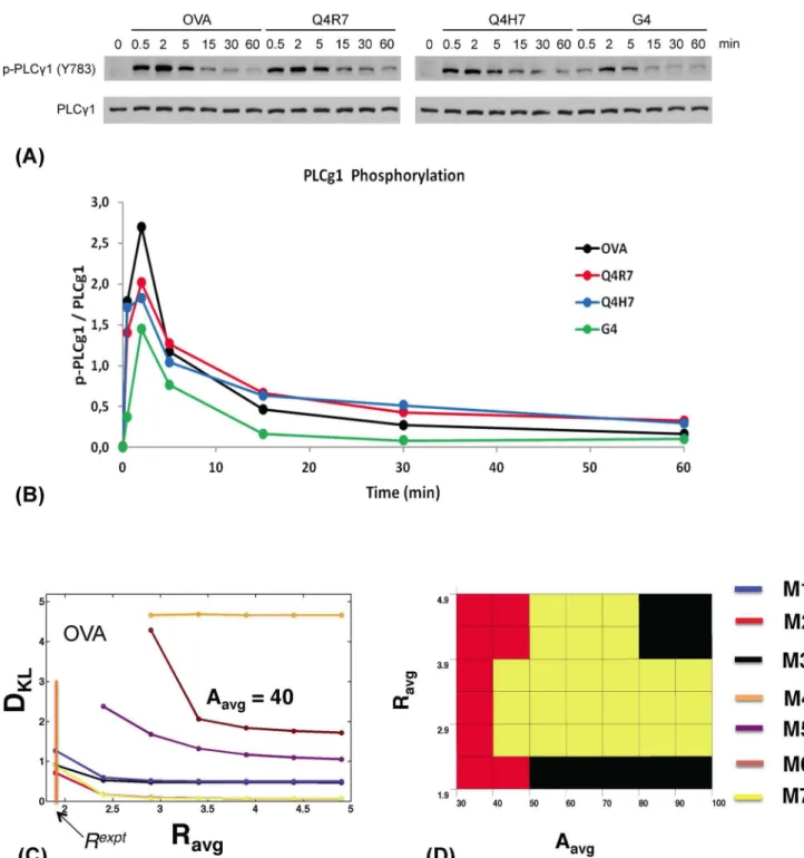 Figure 3. Experimentally measured PLCc1activation kinetics in DP thymocytes stimulated with TCR ligands of different affinities and robustness of in silico models