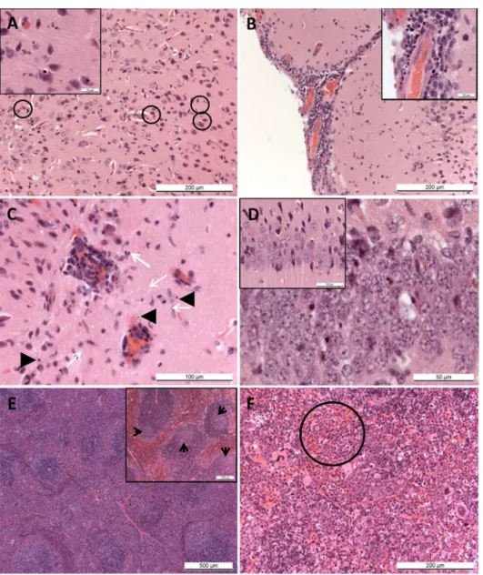 Fig 3. Pathological findings in ZIKV challenged A129 mice. (A) Brain. Animal 23842 (A129, ZIKV- ZIKV-challenged, day 6)