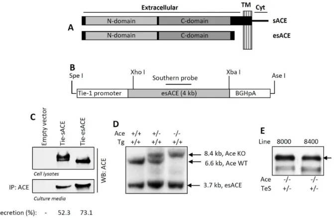 Figure 1. Generation of experimental mice. A Schematic representation of sACE and esACE is shown, different domains are indicated; TM, transmembrane domain, Cyt, cytoplasmic domain