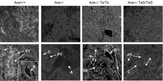 Figure 2. Experimental TeS mice do not express cell-bound ACE in the kidney. Age-matched adult kidneys from Wt (Ace+/+), ACE knockout (Ace-/-), two transgenic (Ace-/- Ts/Ts or Ace-/- TeS/TeS) mice were prepared and stained for ACE expression with anti-ACE 