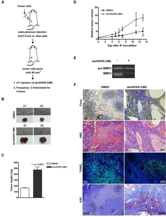 Figure 3. Treatment with decRVKR-CMK promoted cell viability in Huh7-Furin xenograft tumor
