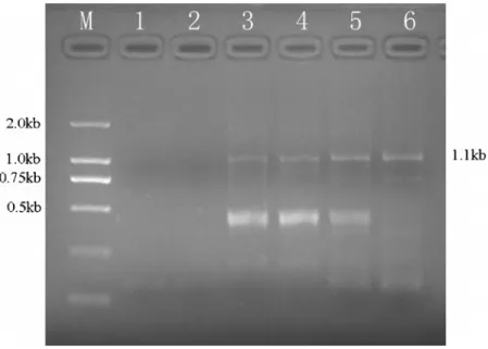 Figure 2. Selection and amplification of anti-SM 2 scFv gene over four rounds of ribosome display