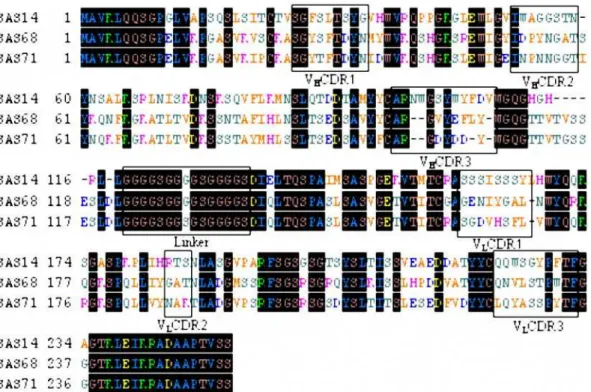Figure 6. Construction of the template of ribosome display. In this generalized construct for ribosome display, the gene of interest is flanked by a 59sequence with the T7 promoter (T7) and eukaryotic translation initiation (Kozak) sequence, and a tolA dom