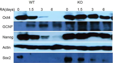 Figure 1. Western blots for 4 proteins and actins. Oct4 and Nanog levels exhibit quite strong decrease for WT cells and very slow decrease for GCNF-KO cells
