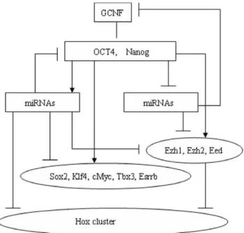 Figure 2. A few key regulatory loops for ES cells according to [5]. Arrows indicate ‘‘activation’’ while bars ending with a hash indicate