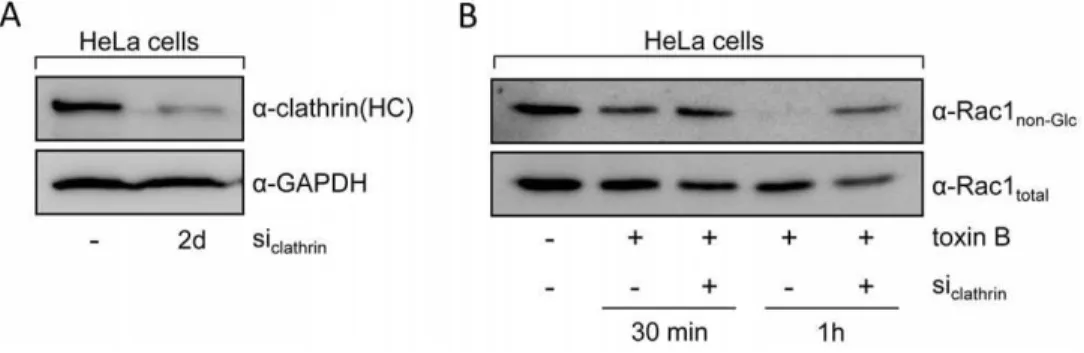 Figure 3. RNAi-mediated gene silencing of the clathrin heavy chain. HeLa cells were transfected with siRNA against the clathrin heavy chain (si clathrin )
