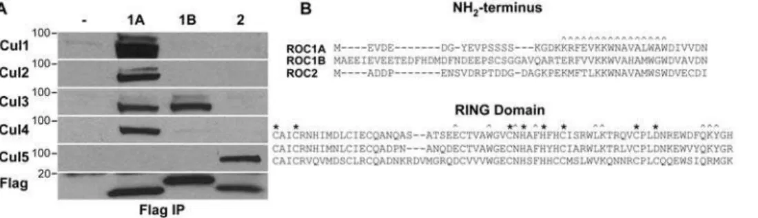 Figure 1. Roc-Cullin interactions in vivo. A, Flag-Roc protein complexes were immunoprecipitated from extracts prepared from wild type (2), Flag-Roc1a, Flag-Roc1b, and Flag-Roc2 transgenic embryos, and co-precipitating Cullin proteins were detected by immu