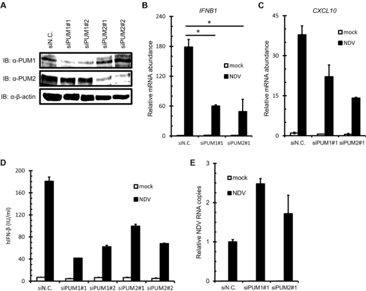 Figure 2. Knockdown of PUM1 and PUM2 downregulates NDV-induced gene activation. (A–C) HEK293T cells were transfected with control siRNA (siN.C.) or siRNA targeting human PUM1 or PUM2 for 48 h