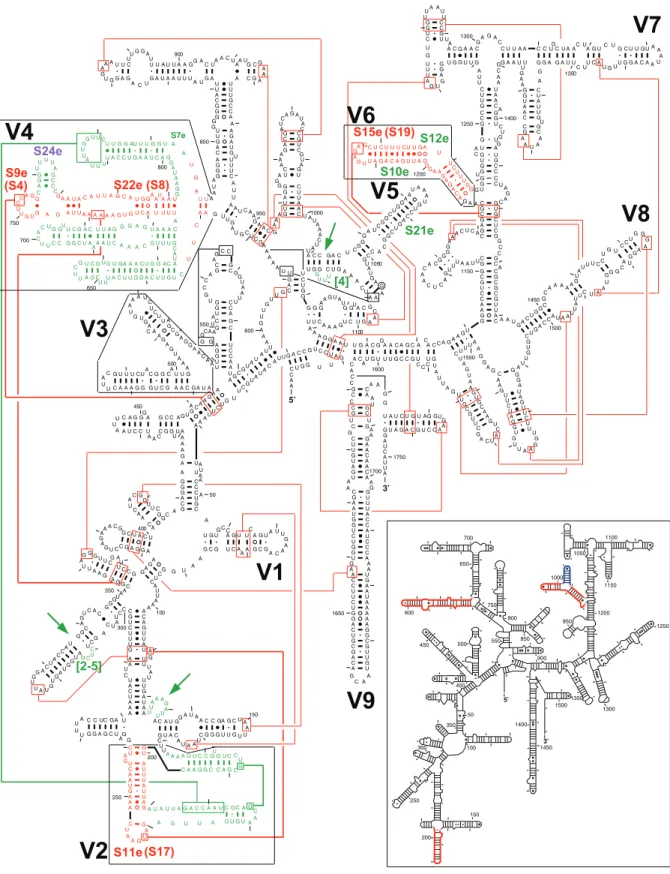 Figure 1. Comparison of the eukaryotic and bacterial SSU rRNA secondary structures. The base pairings, helices other RNA structural elements, and relevant ribosomal proteins in the T