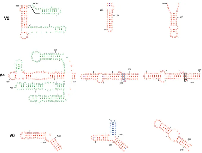 Figure 2. Gallery for the three hypervariable regions V2, V4, and V6 from the eukaryotic T