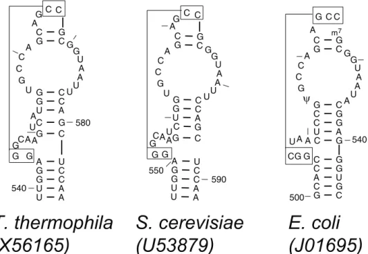 Figure S1 Long-range RNA tertiary contacts in the bacterial Thermus thermophilus SSU rRNA