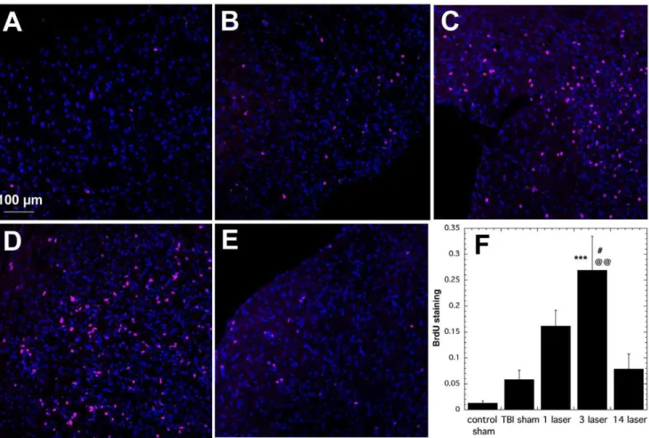 Figure 5. BrdU staining of lesion areas in brain sections. All sections were taken from mice sacrificed at 28 days post-TBI