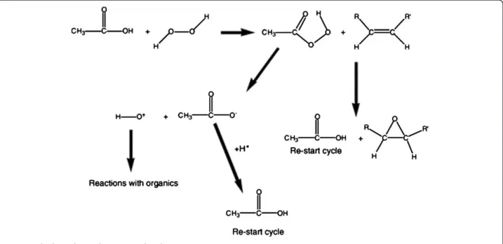 Figure 1 The hypothesized peroxy-acid cycle.