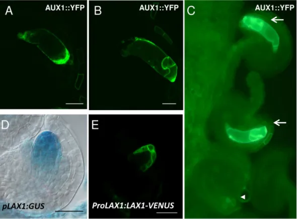 Fig 5. Expression pattern of the auxin influx carriers AUX1 and LAX1 in the developing embryo sac